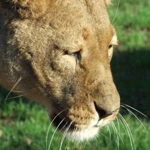 Taken at Longeleat Safari Park.  We really were close (even if we were inside a Land Rover)