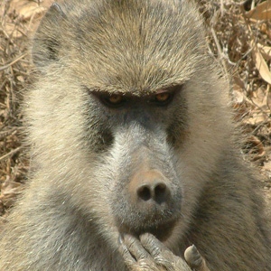 Tsavo, Kenya.
"I'm sure I'm supposed to be somewhere else right now."