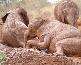 Orpahned elephants enjoying a mud bath at Daphne Sheldricks orphanage in Nairobi, Kenya