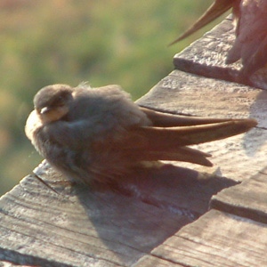 Tsavo, Kenya