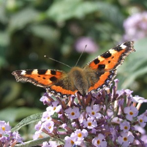 Feeding on a Buddleia in Cornwall, UK