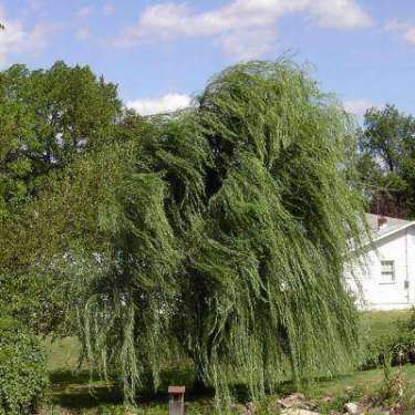 Weeping willow in my back yard during wind storm