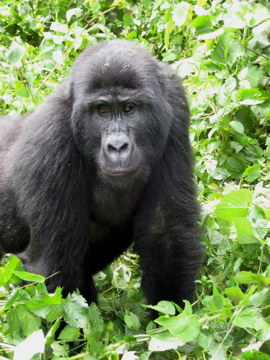 Admittedly this was while on a guided tour in Uganda. But it did entail a long jungle trek, thick undergrowth and a lot of patience locating the gorillas. They live and roam free. What a joy to behold.