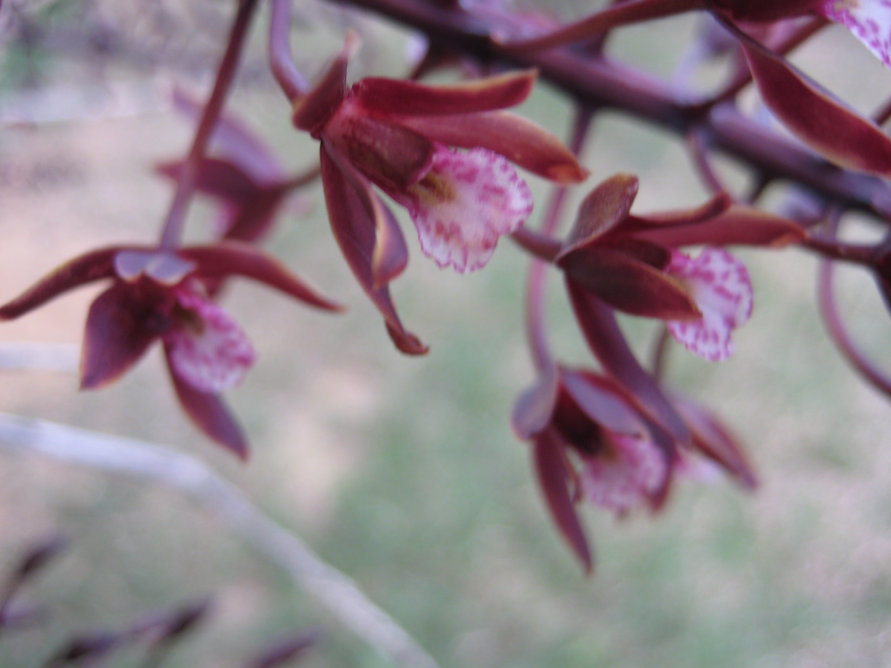 Blooms on a native black bush orchid