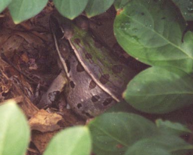 This Southern Leopard Frog took up residence in my garden one summer. He disappeared in the fall and never came back.

Click here to hear the unusual sound this frog makes:

http://asm.wku.edu/froglogger/sleopa~1.htm

