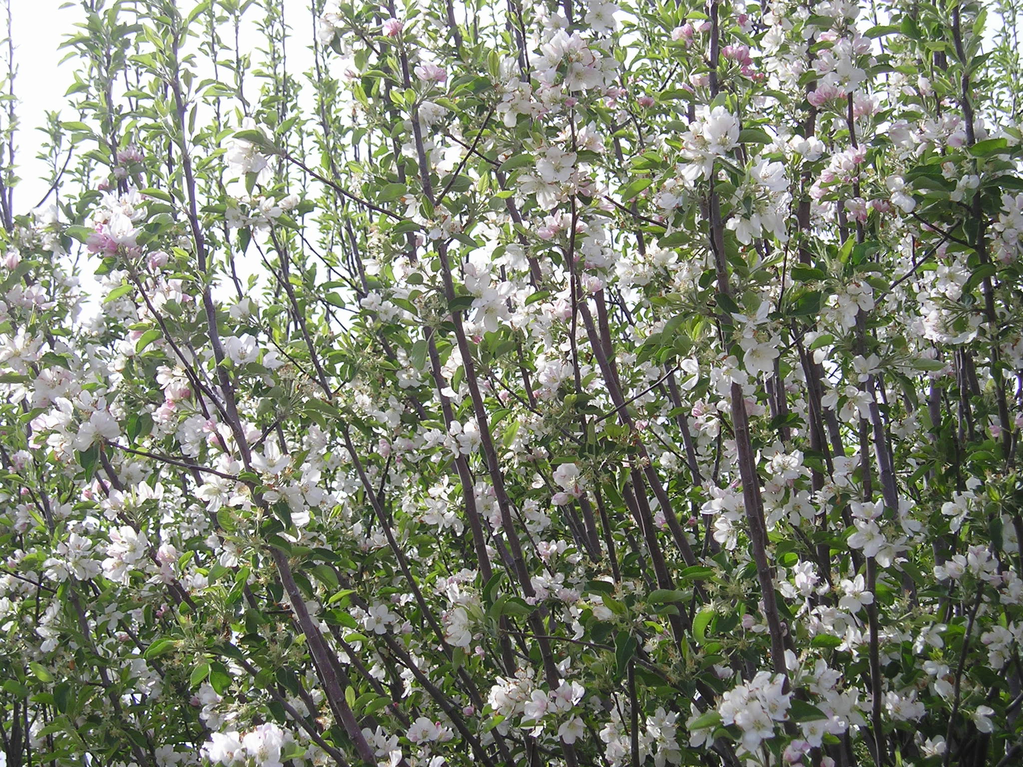 When the petals fall, the ground beneath looks like it has snowed.  This is just over the fence in another neighbor's yard