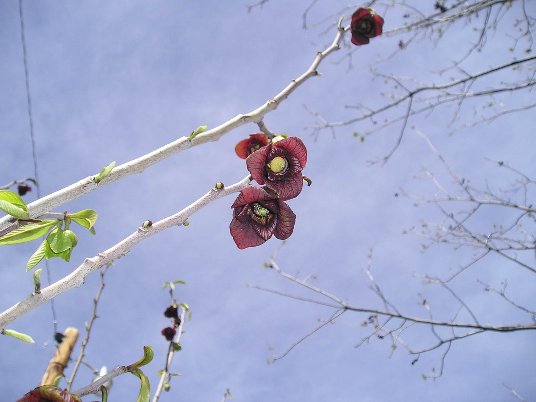 Asimina Triloba in bloom. Interesting structure of flower, after taking the pictures, worked on hand pollinating my two plants, then a little later, snow.  (Grrrr)