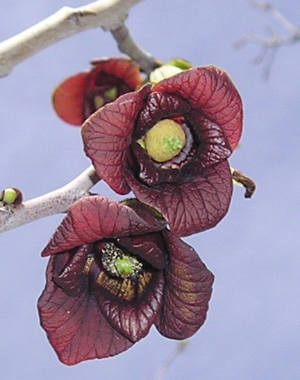 The petals are thick, shiny, even leathery-looking.  They are entirely maroon, and what looks like striping is just reflected light