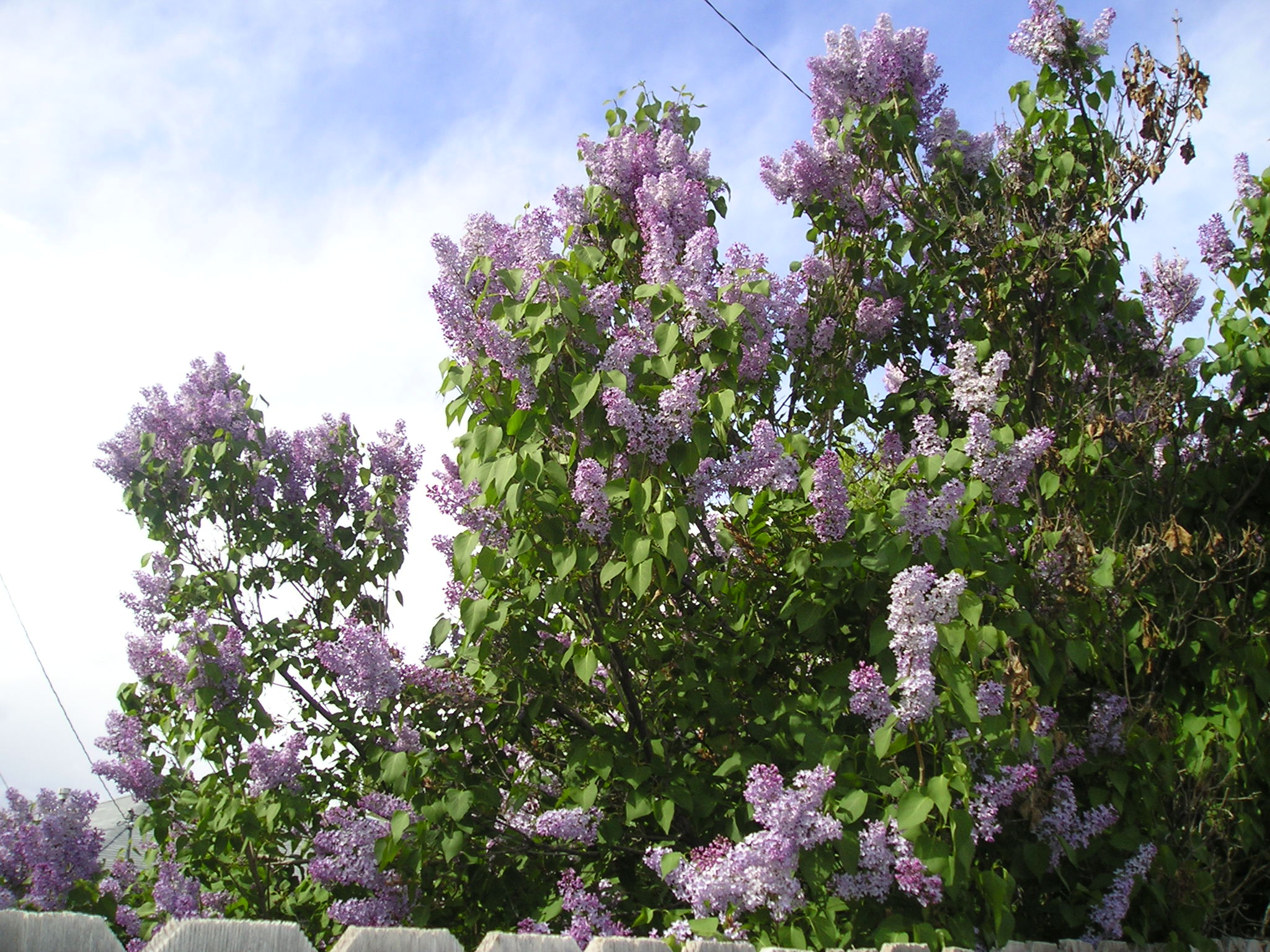 You should smell them!  Less than 90 minutes later, there was no more blue sky and it was snowing!