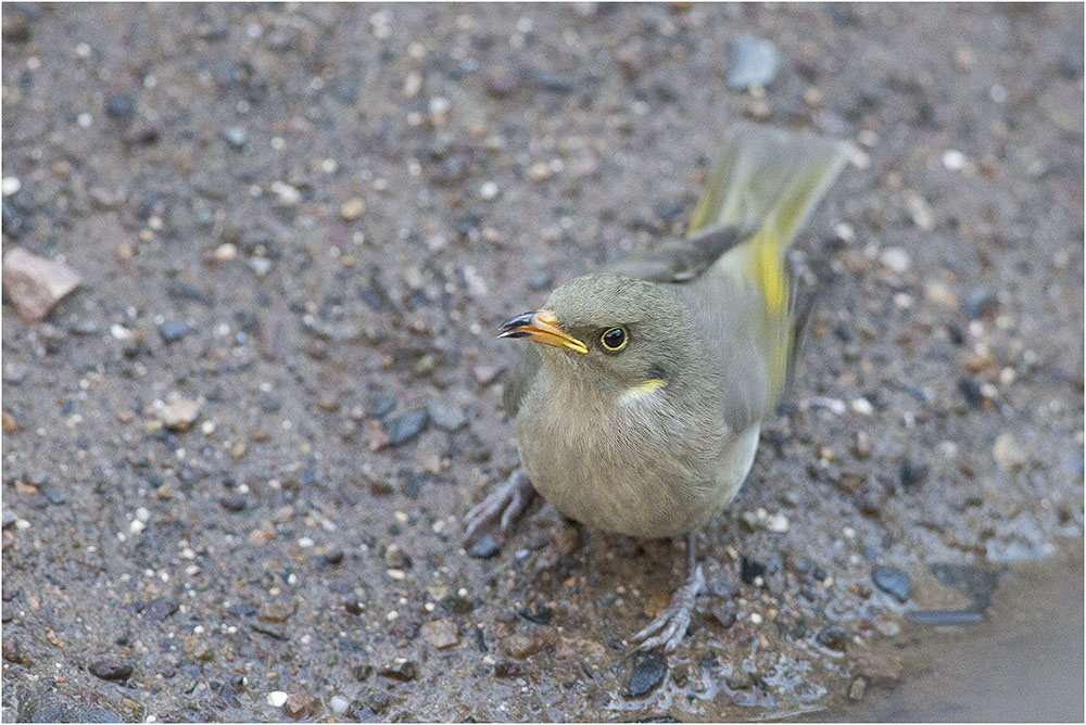 Yellow beak denotes non-breeding