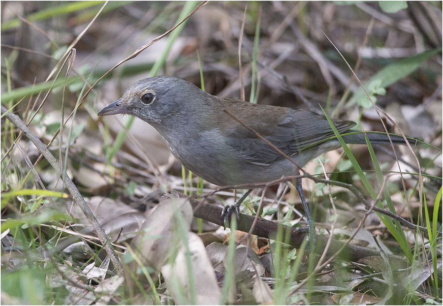 Loves the undergrowth and has a beautiful call.