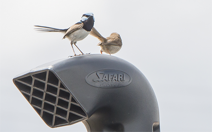 Tried for ages to get a good shot of this pair of cheeky little buggers so they sat on my truck's snorkel and laughed.