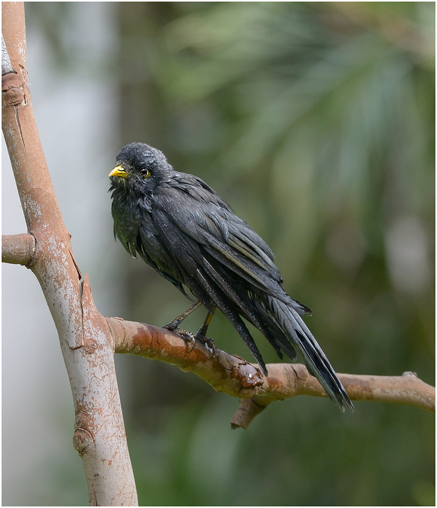 This sad little fellow seems mostly shunned by his peers