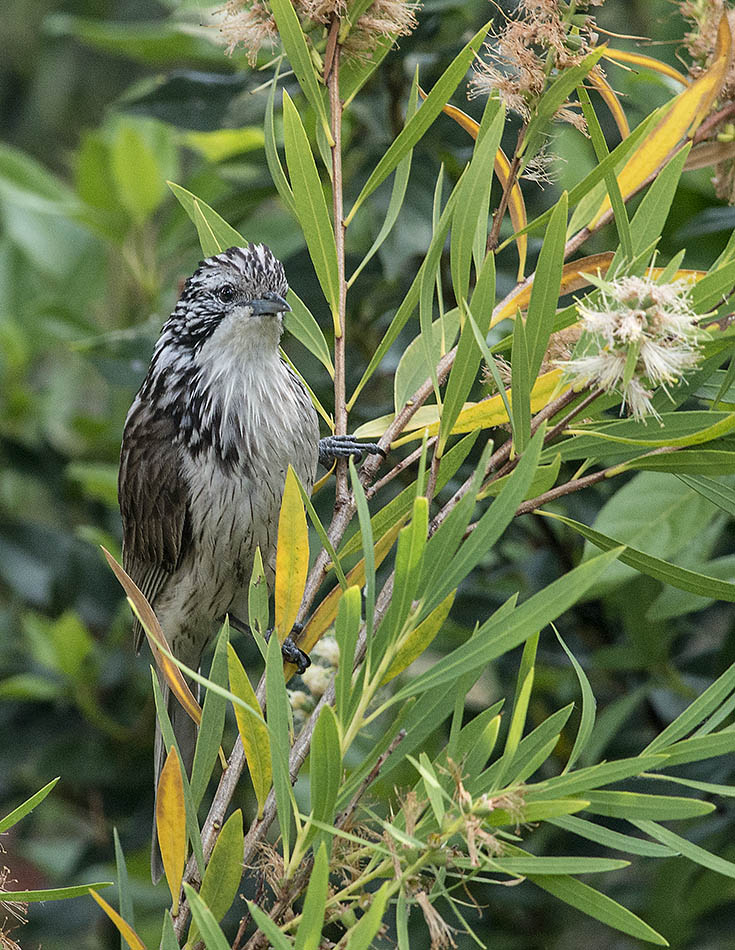 Drying off after it's bath