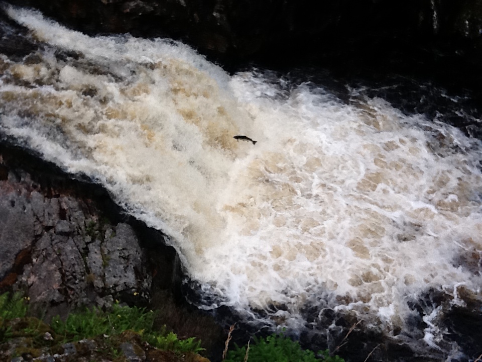 The Salmon run every year where I live, and I've never seen it, until now, in Scotland, at the Falls of Shin.