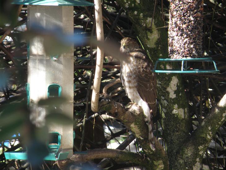 He will perch between the two seed feeders being so quiet and waiting so patiently for customers to arrive at the restaurant.