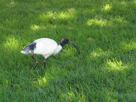 a rather common bird, and unafraid of humans.