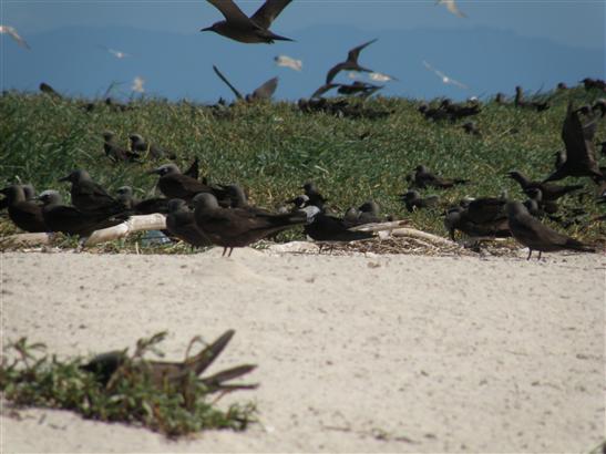 on the Cay. I've never been so close to nesting sea birds in big numbers.  What a treat.