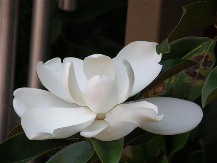 A Magnolia flower from my tree that I planted in my back yard over 20 years ago. My father had a planter under his Magnolia and the tree came up volunteer in that barrel, which he then gave to me.