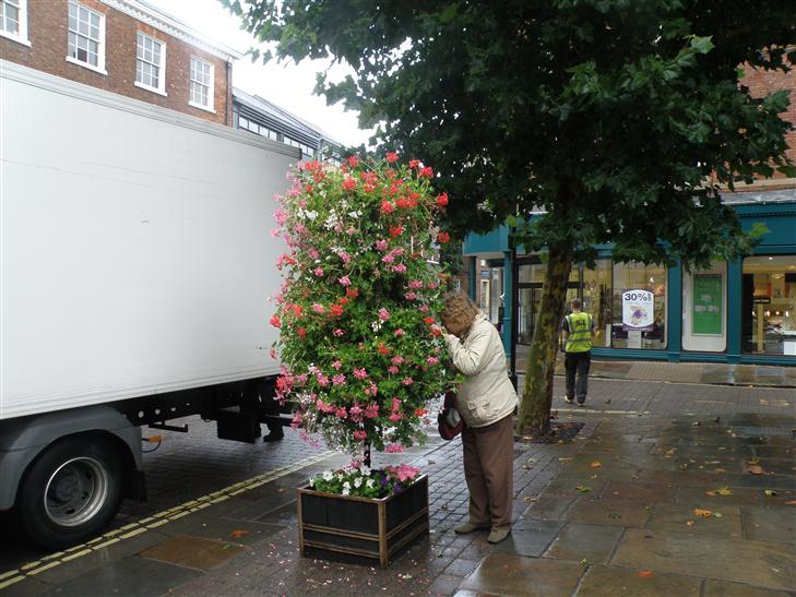 hanging all over the cities of the UK. Great climate for them, but they take a lot of pride, too. Lynne was searching for the hidden planter.