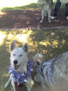 My dog Polly dressed up to pull Santa on the rig at a Christmas Demo. Next to her is Jet. Oh and some other's dogs behind in the background!