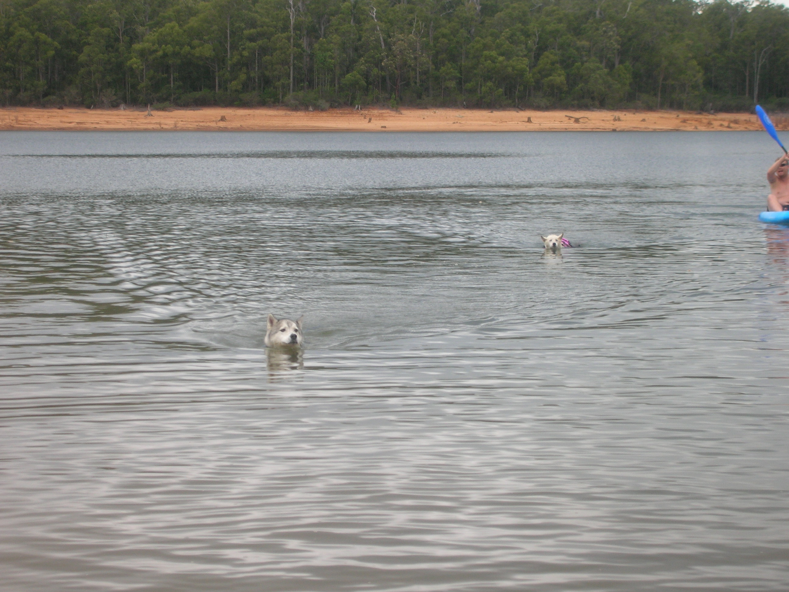 Jet and Polly swimming at Wellington Dam.