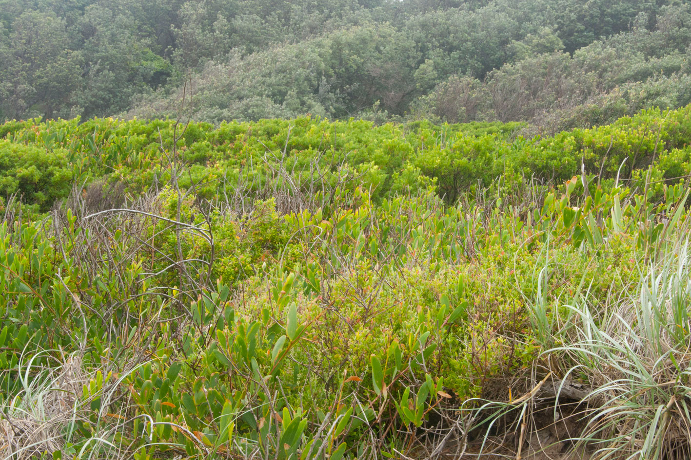 The beauty of the seaside bushland, summer 2014, Ulladulla, NSW.