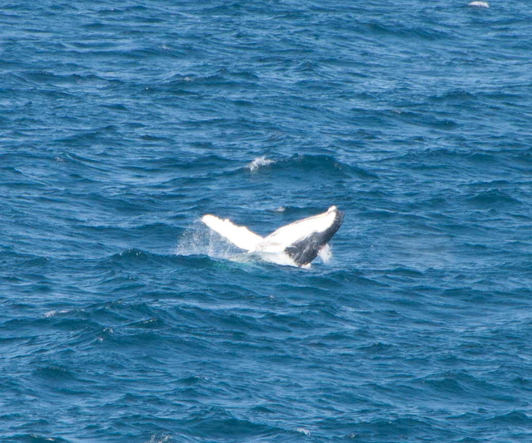 Migration from breeding grounds in Coral Sea to Antarctica. Warden Head. Ulladulla, 9 September 2014.