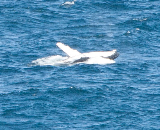 Migration from breeding grounds in Coral Sea to Antarctica. Warden Head. Ulladulla, 9 September 2014.