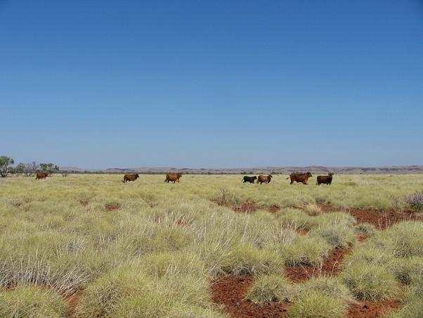 The cattle among the spinifex