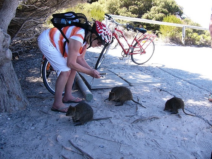 Jane with some quokkas, one of the reasons we went to Rottnest Island