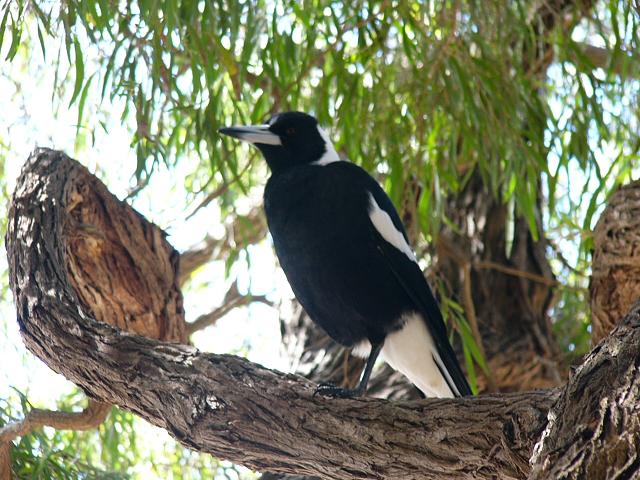 A friendly magpie in a peppercorn tree at Frenchman Bay