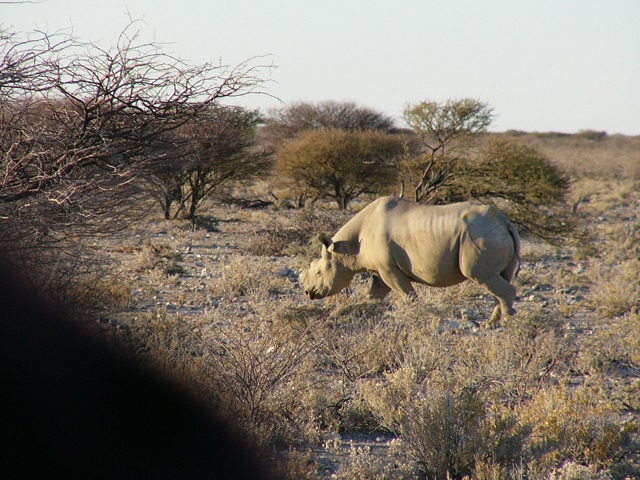 A Rhinoceros, a white one, I think it was.