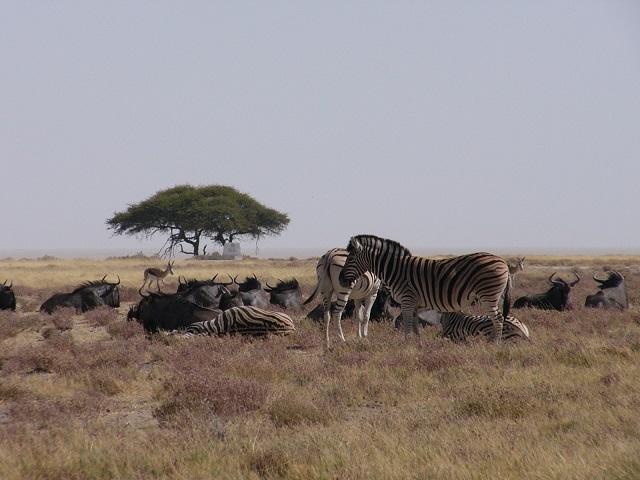 Zebras and Wildebeest