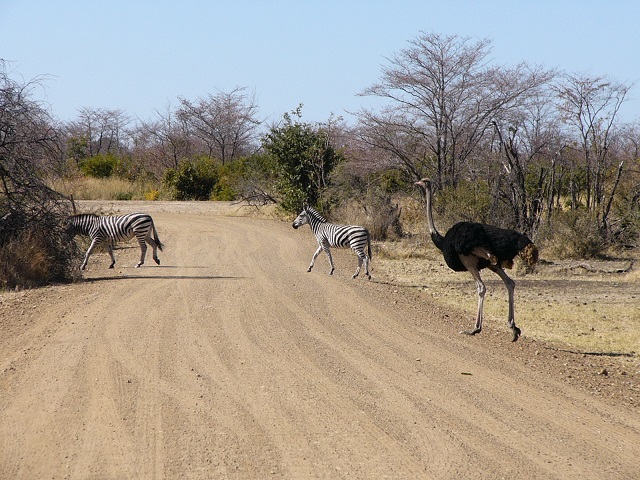 An Ostrich using the Zebra crossing!! 