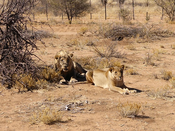 A beautiful male and female lion.