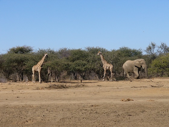 He's trespassing!  I loved it when we saw a variety of animals altogether at once. 