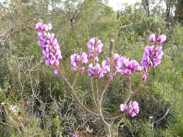 Another example of the pretty wildflowers that abound our state