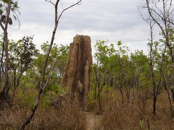 Large termite mound although there were some a lot bigger.