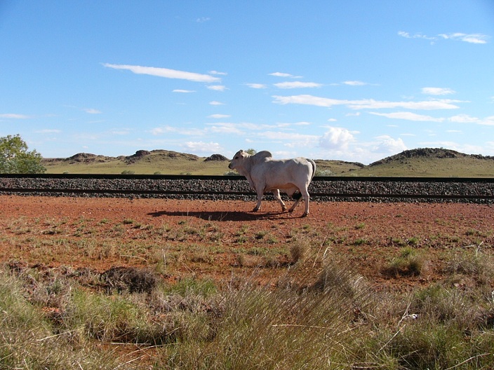 A lot of the cattle stations don't have fences along the roads but have dividing fences with cattle grids