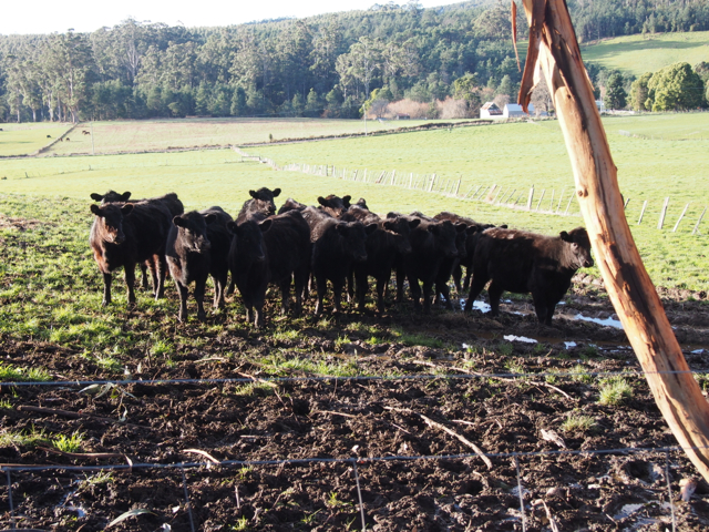 Cows make a great audience!