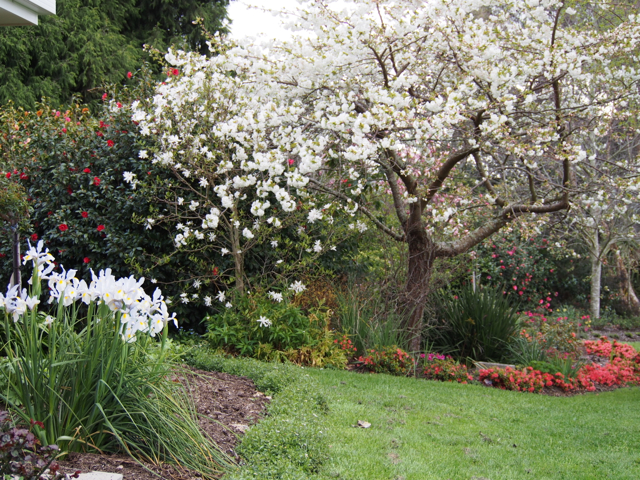 Mt Fuji cherry with azaleas in flower forming a border.