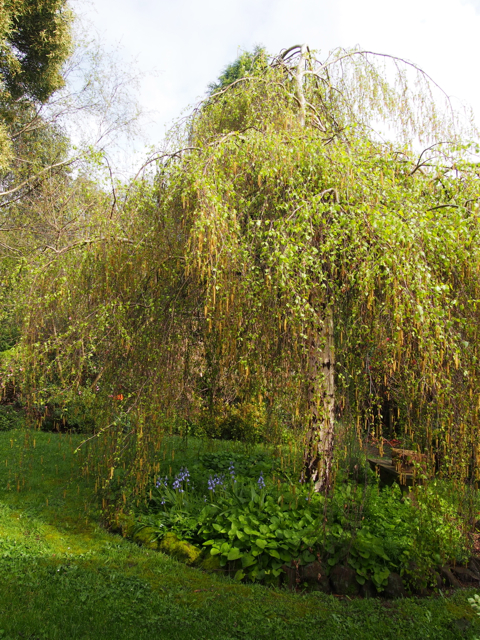 Weeping Silver Birch