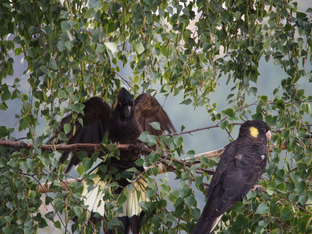 The male moves across the branch towards the young.