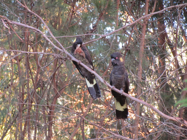 Female, with the white beak and grey eye ring, is eating the seeds in a banksia cone.