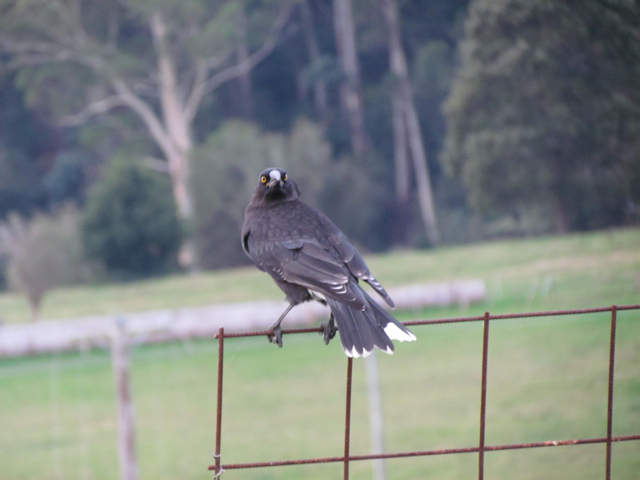 Is in the same family as the butcherbirds and magpies.  