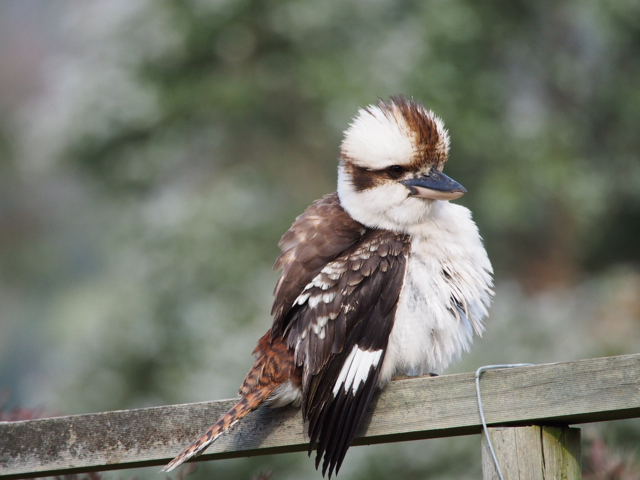 Kookaburra after a bath. 