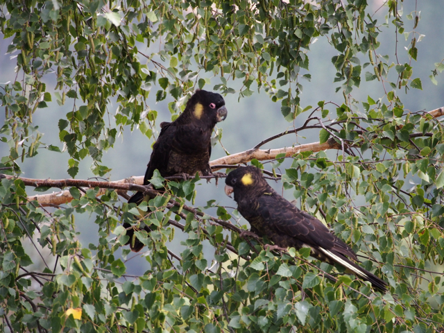 The  male has the red eye and the young looks like adult females.