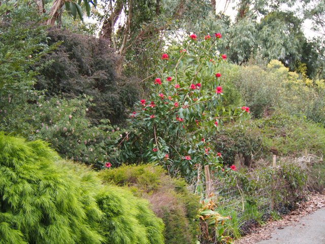 The native garden along the edge of the driveway.  No real work has been done here for the last 10 years.  We're about to start, before snake season!