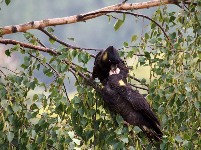 You can see the food being passed between them.  Their heads were bobbing so its a bit blurred, but you get the idea.